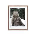 Picture of Snowy Bear _GroupedProduct_Rectangle_Portrait_Photography _GroupedProduct_Rectangle_Portrait_Framed_Matted_