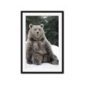 Picture of Snowy Bear _GroupedProduct_Rectangle_Portrait_Photography _GroupedProduct_Rectangle_Portrait_Framed_Matted_