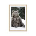 Picture of Snowy Bear _GroupedProduct_Rectangle_Portrait_Photography _GroupedProduct_Rectangle_Portrait_Framed_Matted_