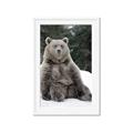 Picture of Snowy Bear _GroupedProduct_Rectangle_Portrait_Photography _GroupedProduct_Rectangle_Portrait_Framed_Matted_