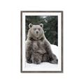 Picture of Snowy Bear _GroupedProduct_Rectangle_Portrait_Photography _GroupedProduct_Rectangle_Portrait_Framed_Matted_