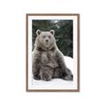 Picture of Snowy Bear _GroupedProduct_Rectangle_Portrait_Photography _GroupedProduct_Rectangle_Portrait_Framed_Matted_