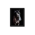Picture of Stallion _GroupedProduct_Rectangle_Portrait_Photography _GroupedProduct_Rectangle_Portrait_Framed_Matted_