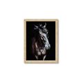Picture of Stallion _GroupedProduct_Rectangle_Portrait_Photography _GroupedProduct_Rectangle_Portrait_Framed_Matted_