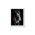 Picture of Stallion _GroupedProduct_Rectangle_Portrait_Photography _GroupedProduct_Rectangle_Portrait_Framed_Matted_