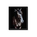 Picture of Stallion _GroupedProduct_Rectangle_Portrait_Photography _GroupedProduct_Rectangle_Portrait_Framed_Matted_
