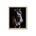 Picture of Stallion _GroupedProduct_Rectangle_Portrait_Photography _GroupedProduct_Rectangle_Portrait_Framed_Matted_