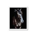 Picture of Stallion _GroupedProduct_Rectangle_Portrait_Photography _GroupedProduct_Rectangle_Portrait_Framed_Matted_