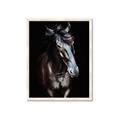 Picture of Stallion _GroupedProduct_Rectangle_Portrait_Photography _GroupedProduct_Rectangle_Portrait_Framed_Matted_
