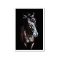 Picture of Stallion _GroupedProduct_Rectangle_Portrait_Photography _GroupedProduct_Rectangle_Portrait_Framed_Matted_