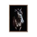 Picture of Stallion _GroupedProduct_Rectangle_Portrait_Photography _GroupedProduct_Rectangle_Portrait_Framed_Matted_