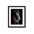 Picture of Stallion _GroupedProduct_Rectangle_Portrait_Photography _GroupedProduct_Rectangle_Portrait_Framed_Matted_