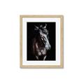 Picture of Stallion _GroupedProduct_Rectangle_Portrait_Photography _GroupedProduct_Rectangle_Portrait_Framed_Matted_