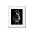 Picture of Stallion _GroupedProduct_Rectangle_Portrait_Photography _GroupedProduct_Rectangle_Portrait_Framed_Matted_