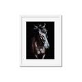 Picture of Stallion _GroupedProduct_Rectangle_Portrait_Photography _GroupedProduct_Rectangle_Portrait_Framed_Matted_