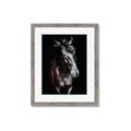Picture of Stallion _GroupedProduct_Rectangle_Portrait_Photography _GroupedProduct_Rectangle_Portrait_Framed_Matted_