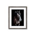 Picture of Stallion _GroupedProduct_Rectangle_Portrait_Photography _GroupedProduct_Rectangle_Portrait_Framed_Matted_