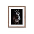 Picture of Stallion _GroupedProduct_Rectangle_Portrait_Photography _GroupedProduct_Rectangle_Portrait_Framed_Matted_