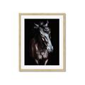 Picture of Stallion _GroupedProduct_Rectangle_Portrait_Photography _GroupedProduct_Rectangle_Portrait_Framed_Matted_
