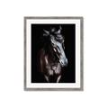 Picture of Stallion _GroupedProduct_Rectangle_Portrait_Photography _GroupedProduct_Rectangle_Portrait_Framed_Matted_