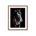 Picture of Stallion _GroupedProduct_Rectangle_Portrait_Photography _GroupedProduct_Rectangle_Portrait_Framed_Matted_