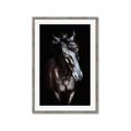 Picture of Stallion _GroupedProduct_Rectangle_Portrait_Photography _GroupedProduct_Rectangle_Portrait_Framed_Matted_