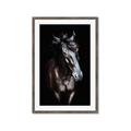 Picture of Stallion _GroupedProduct_Rectangle_Portrait_Photography _GroupedProduct_Rectangle_Portrait_Framed_Matted_