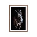 Picture of Stallion _GroupedProduct_Rectangle_Portrait_Photography _GroupedProduct_Rectangle_Portrait_Framed_Matted_