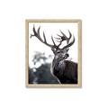 Picture of The Winter Deer _GroupedProduct_Rectangle_Portrait_Photography _GroupedProduct_Rectangle_Portrait_Framed_Matted_