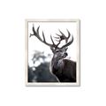 Picture of The Winter Deer _GroupedProduct_Rectangle_Portrait_Photography _GroupedProduct_Rectangle_Portrait_Framed_Matted_