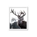 Picture of The Winter Deer _GroupedProduct_Rectangle_Portrait_Photography _GroupedProduct_Rectangle_Portrait_Framed_Matted_