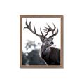 Picture of The Winter Deer _GroupedProduct_Rectangle_Portrait_Photography _GroupedProduct_Rectangle_Portrait_Framed_Matted_