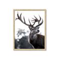 Picture of The Winter Deer _GroupedProduct_Rectangle_Portrait_Photography _GroupedProduct_Rectangle_Portrait_Framed_Matted_