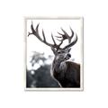 Picture of The Winter Deer _GroupedProduct_Rectangle_Portrait_Photography _GroupedProduct_Rectangle_Portrait_Framed_Matted_