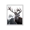 Picture of The Winter Deer _GroupedProduct_Rectangle_Portrait_Photography _GroupedProduct_Rectangle_Portrait_Framed_Matted_