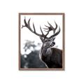 Picture of The Winter Deer _GroupedProduct_Rectangle_Portrait_Photography _GroupedProduct_Rectangle_Portrait_Framed_Matted_