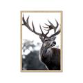 Picture of The Winter Deer _GroupedProduct_Rectangle_Portrait_Photography _GroupedProduct_Rectangle_Portrait_Framed_Matted_