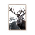 Picture of The Winter Deer _GroupedProduct_Rectangle_Portrait_Photography _GroupedProduct_Rectangle_Portrait_Framed_Matted_