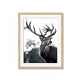 Picture of The Winter Deer _GroupedProduct_Rectangle_Portrait_Photography _GroupedProduct_Rectangle_Portrait_Framed_Matted_
