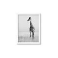 Picture of Through the Grass _GroupedProduct_Rectangle_Portrait_Photography _GroupedProduct_Rectangle_Portrait_Framed_Matted_