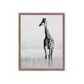 Picture of Through the Grass _GroupedProduct_Rectangle_Portrait_Photography _GroupedProduct_Rectangle_Portrait_Framed_Matted_