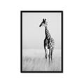 Picture of Through the Grass _GroupedProduct_Rectangle_Portrait_Photography _GroupedProduct_Rectangle_Portrait_Framed_Matted_