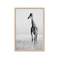 Picture of Through the Grass _GroupedProduct_Rectangle_Portrait_Photography _GroupedProduct_Rectangle_Portrait_Framed_Matted_