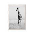 Picture of Through the Grass _GroupedProduct_Rectangle_Portrait_Photography _GroupedProduct_Rectangle_Portrait_Framed_Matted_