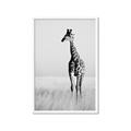 Picture of Through the Grass _GroupedProduct_Rectangle_Portrait_Photography _GroupedProduct_Rectangle_Portrait_Framed_Matted_