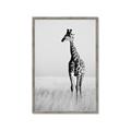 Picture of Through the Grass _GroupedProduct_Rectangle_Portrait_Photography _GroupedProduct_Rectangle_Portrait_Framed_Matted_