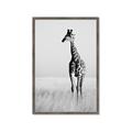 Picture of Through the Grass _GroupedProduct_Rectangle_Portrait_Photography _GroupedProduct_Rectangle_Portrait_Framed_Matted_