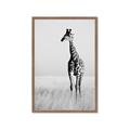 Picture of Through the Grass _GroupedProduct_Rectangle_Portrait_Photography _GroupedProduct_Rectangle_Portrait_Framed_Matted_