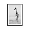 Picture of Through the Grass _GroupedProduct_Rectangle_Portrait_Photography _GroupedProduct_Rectangle_Portrait_Framed_Matted_