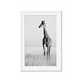 Picture of Through the Grass _GroupedProduct_Rectangle_Portrait_Photography _GroupedProduct_Rectangle_Portrait_Framed_Matted_